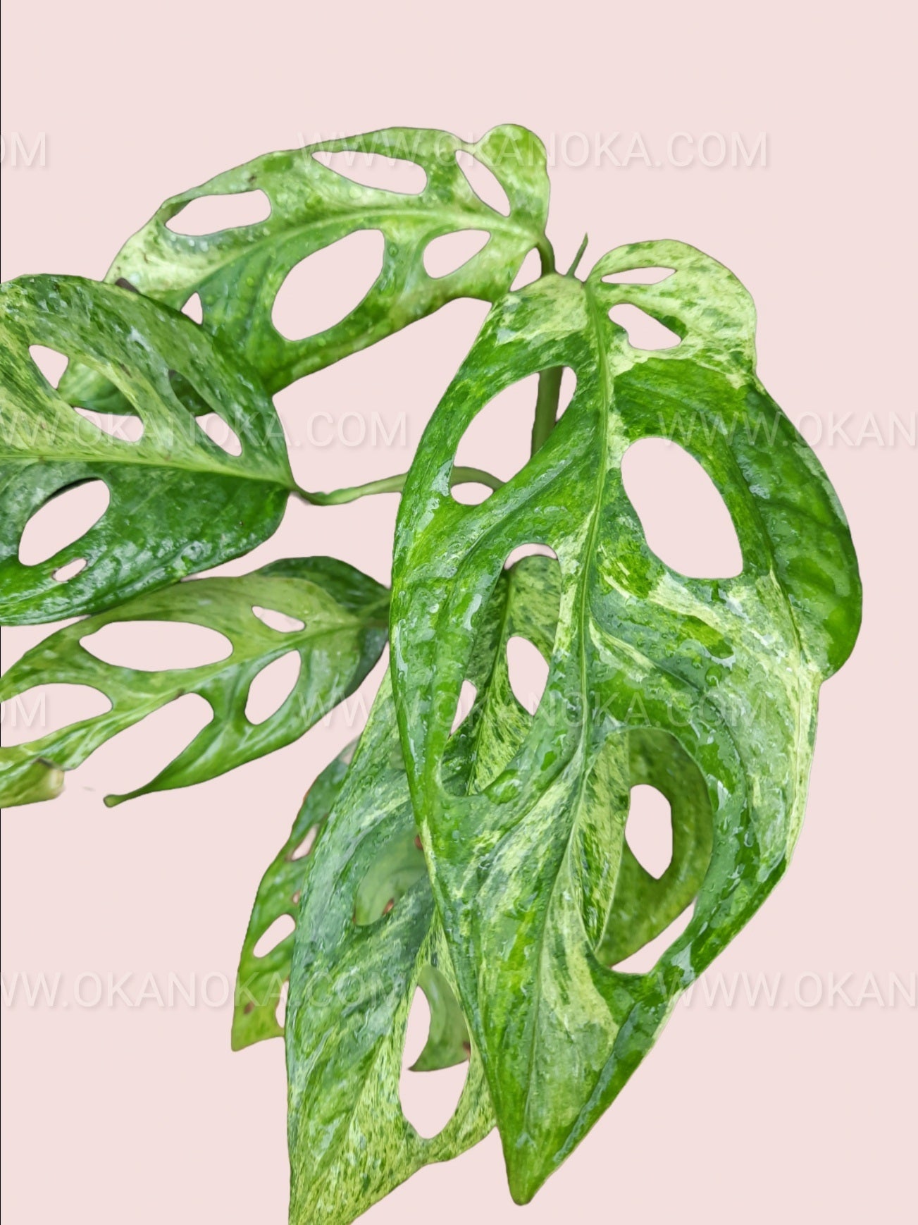 monstera adansonii var Monstera Adansonii Mint Variegated