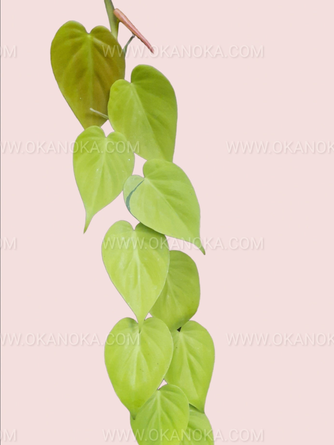 philodendron hederaceum 'lemon lime Philodendron Hederaceum Lemon Lime Heartleaf