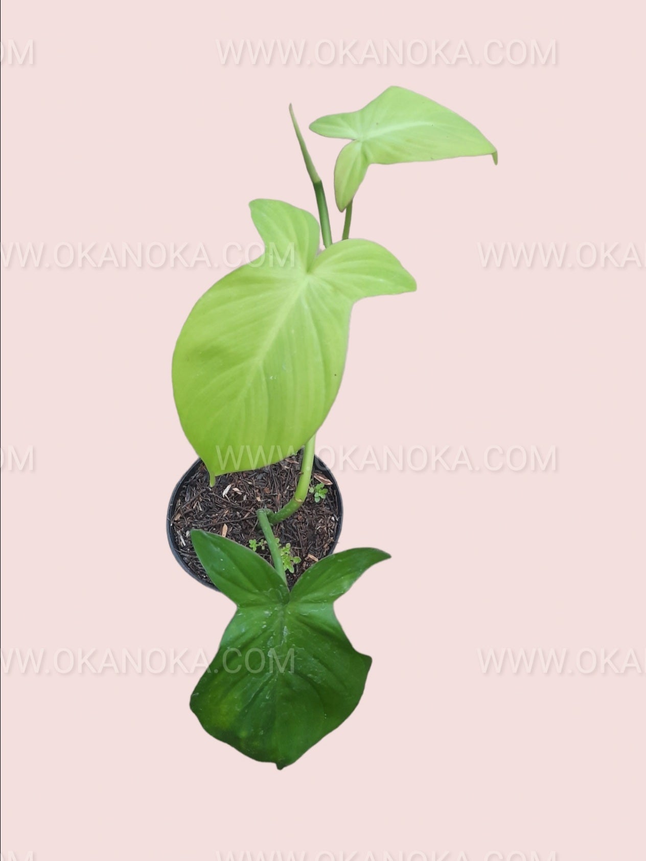 philodendron camposportoanum Philodendron Camposportoanum