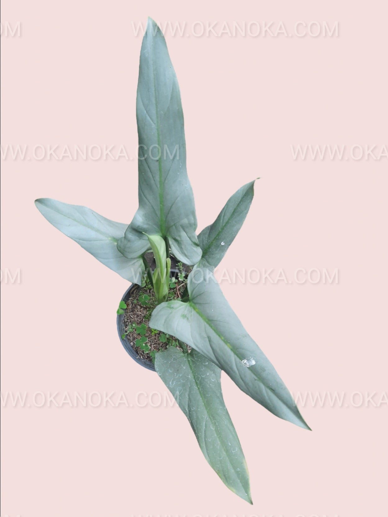 philodendron hastatum silver sword mature Philodendron Hastatum Silver Sword Mature Leaf