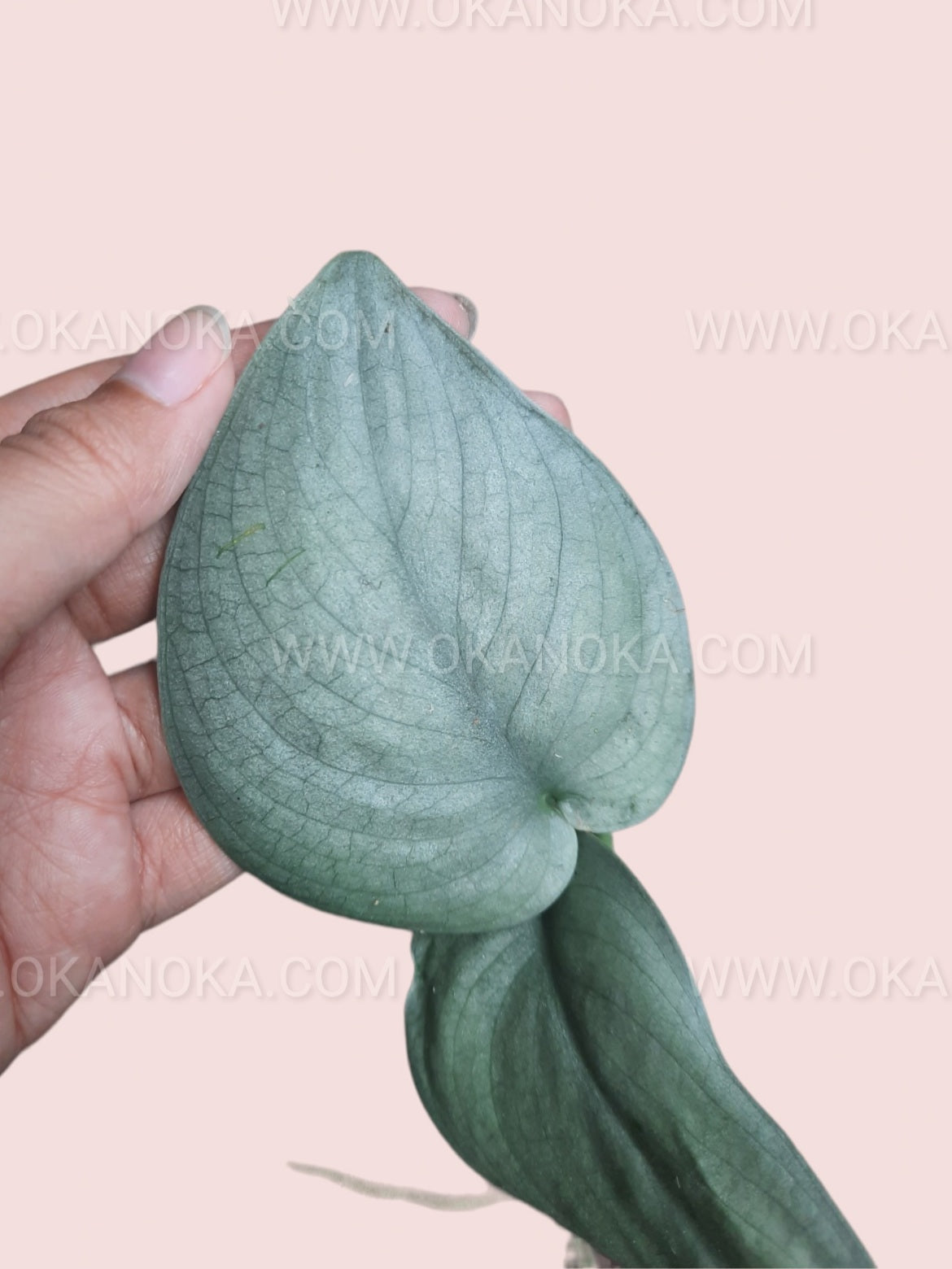 Scindapsus Silver Platinum