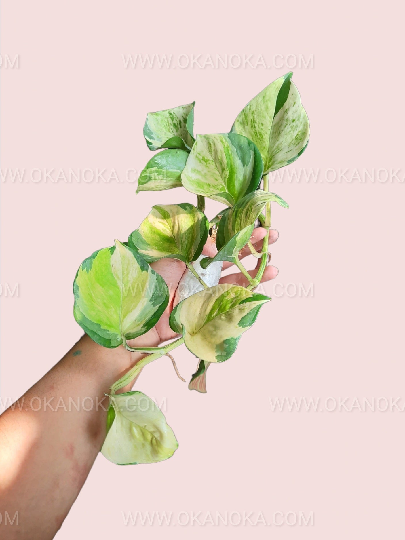 manjula vs golden pothos Manjula Pothos – Okanoka