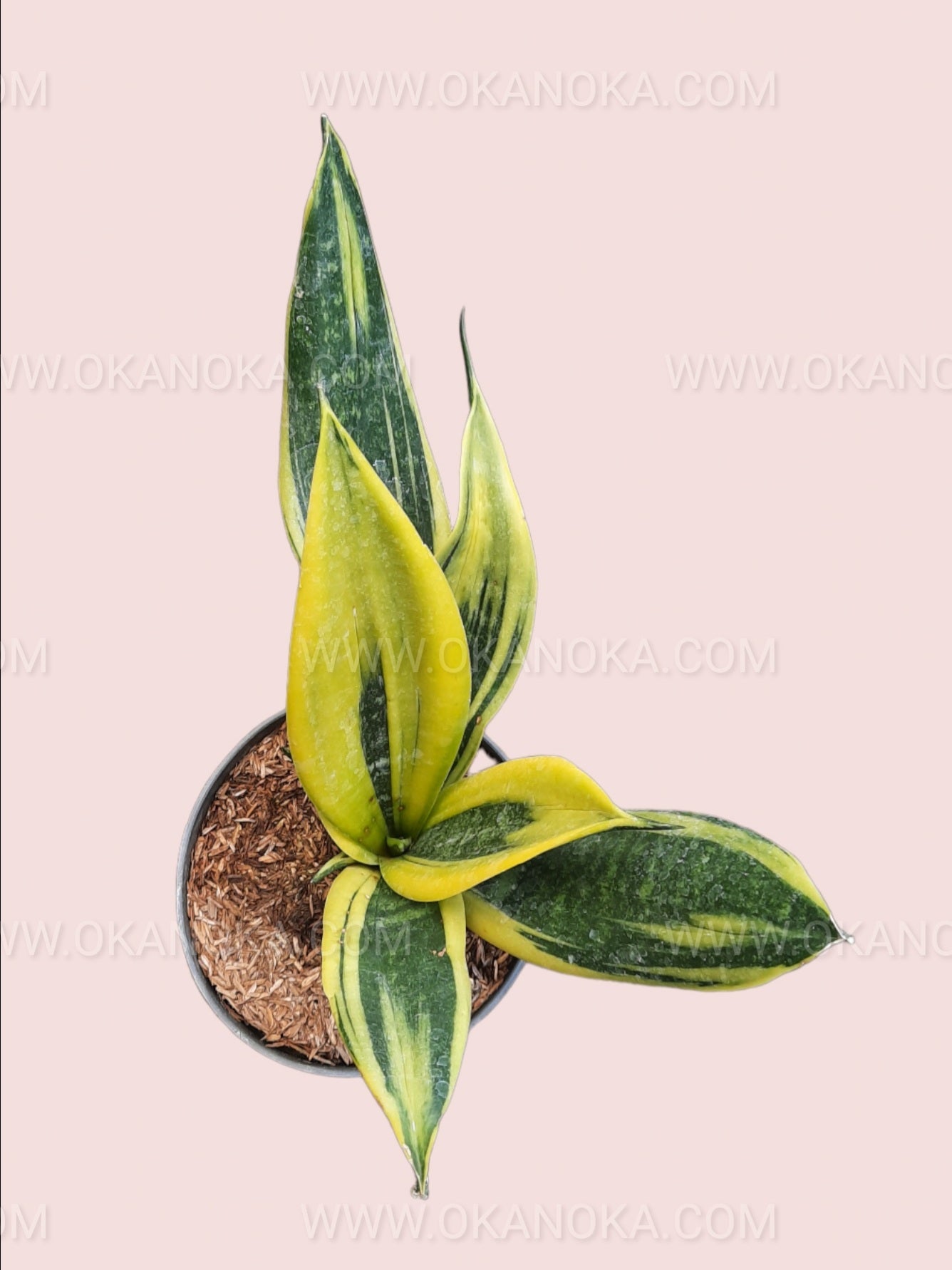sansevieria trifasciata yellow Sansevieria tri. 'Gold Flame'