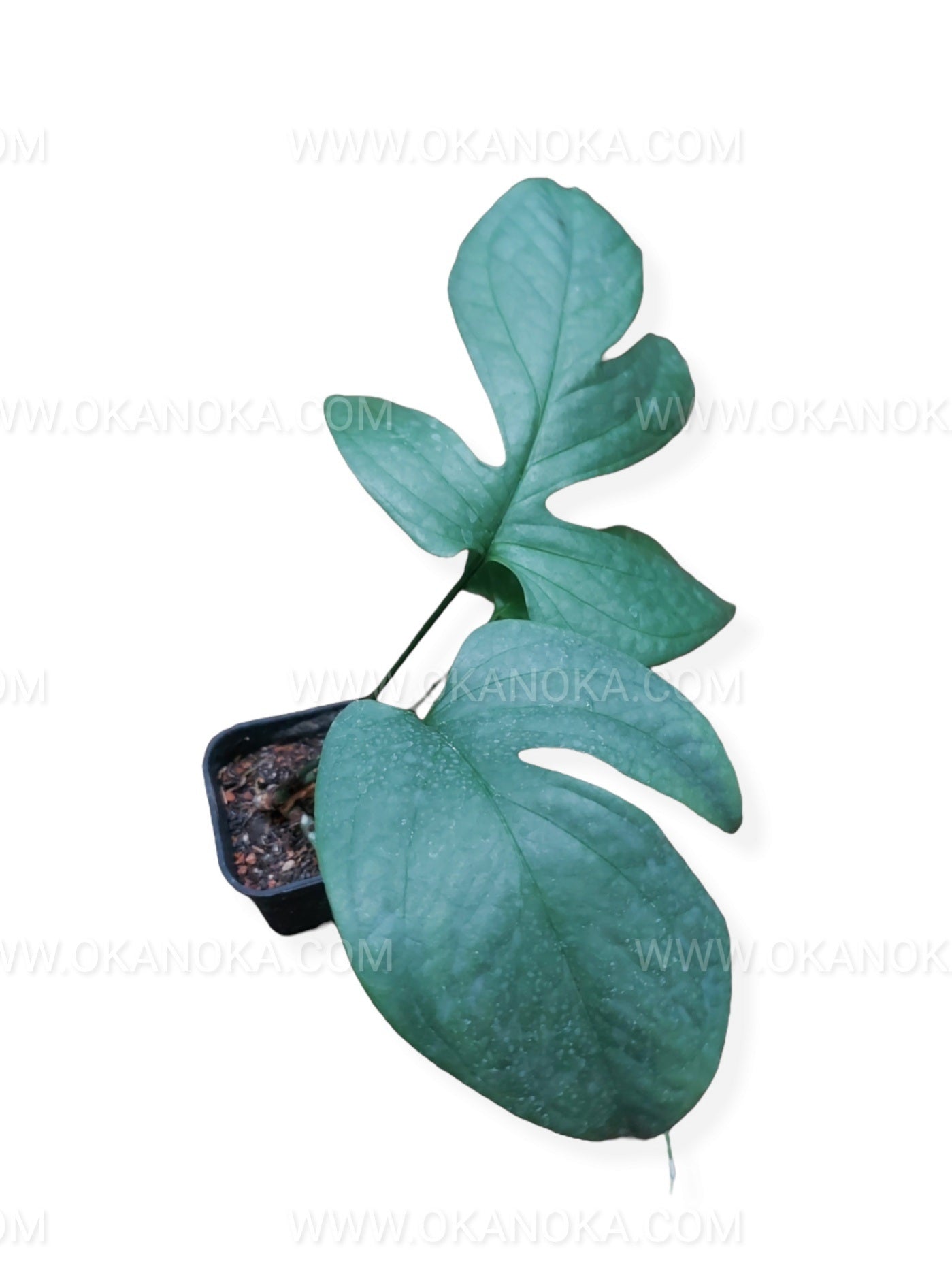 Amydrium Silver Fenestrate Leaves