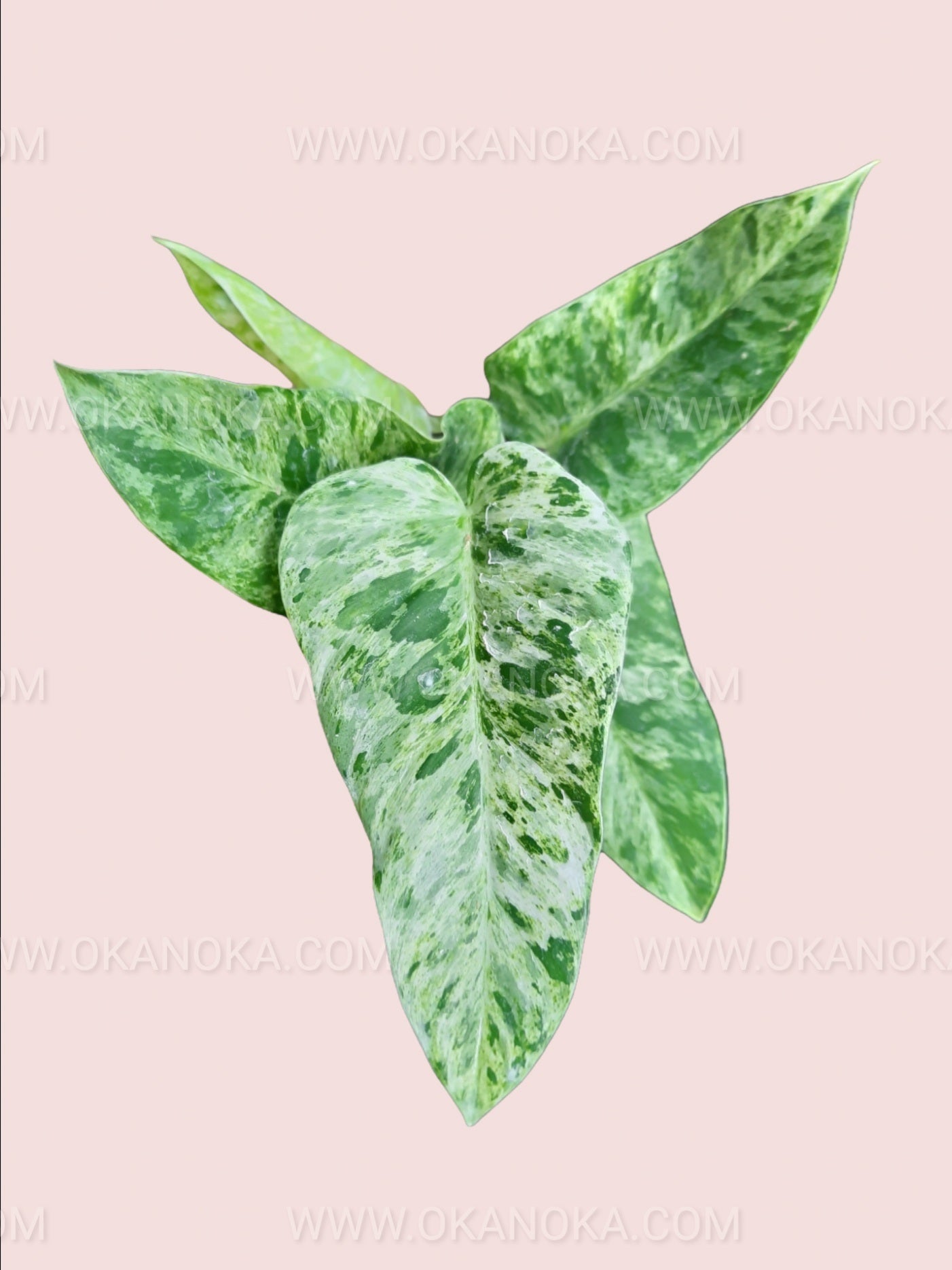 philodendron gigantemu Philodendron Giganteum Marble Variegated Small – Okanoka