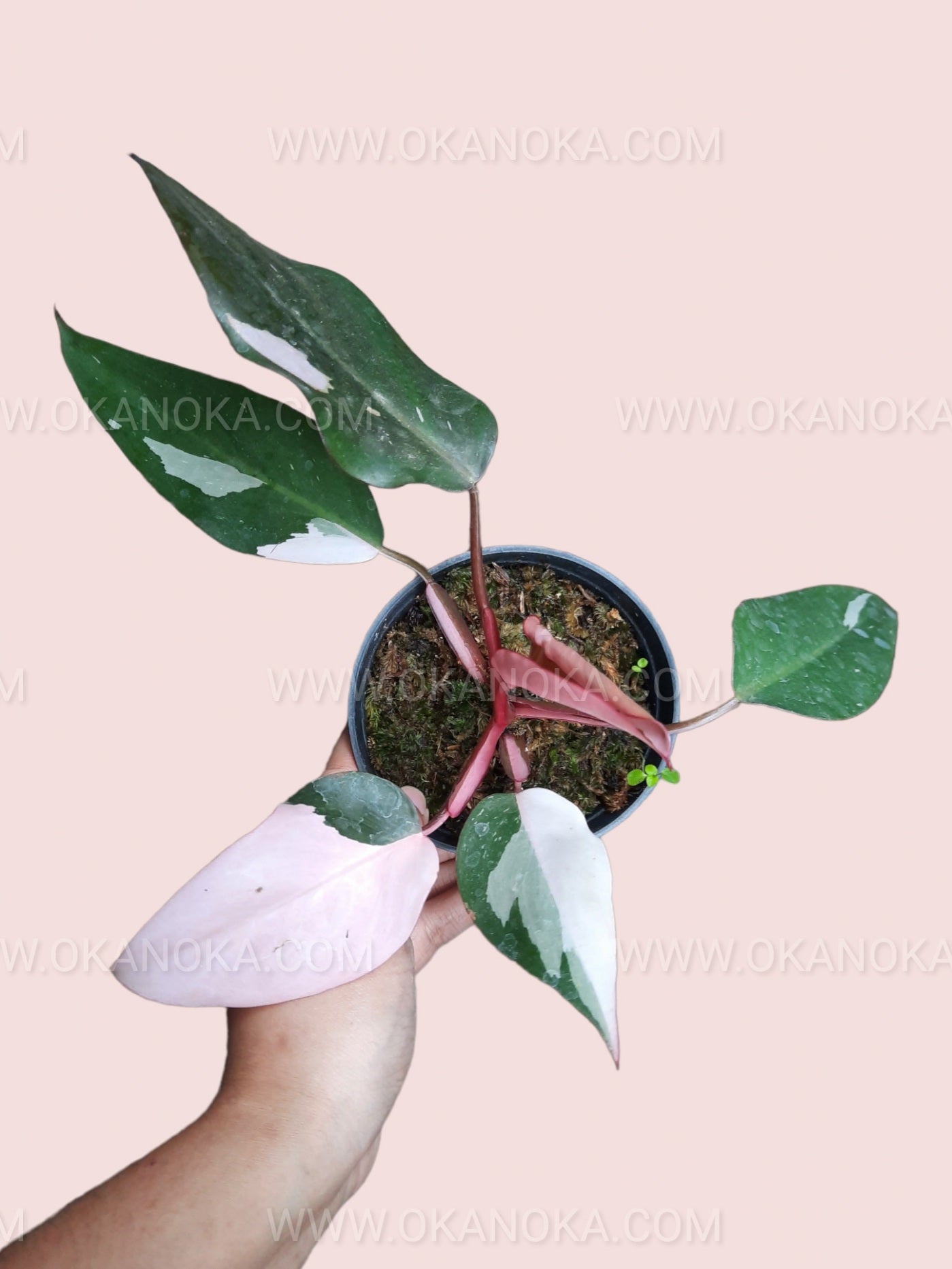 philodendron pink princess anderson Philodendron Pink Princess Medium – Okanoka