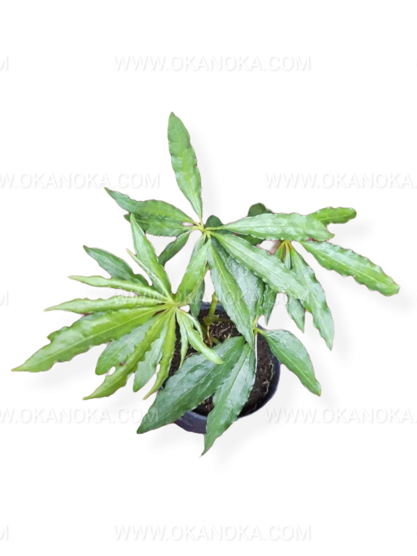 Anthurium Polyschistum Tweed