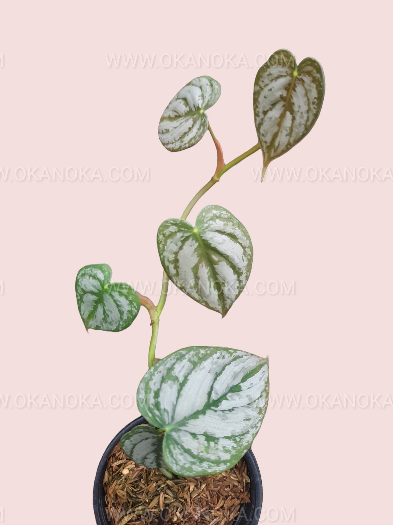 philodendron brandtianum kaufen Philodendron Brandtianum Small – Okanoka