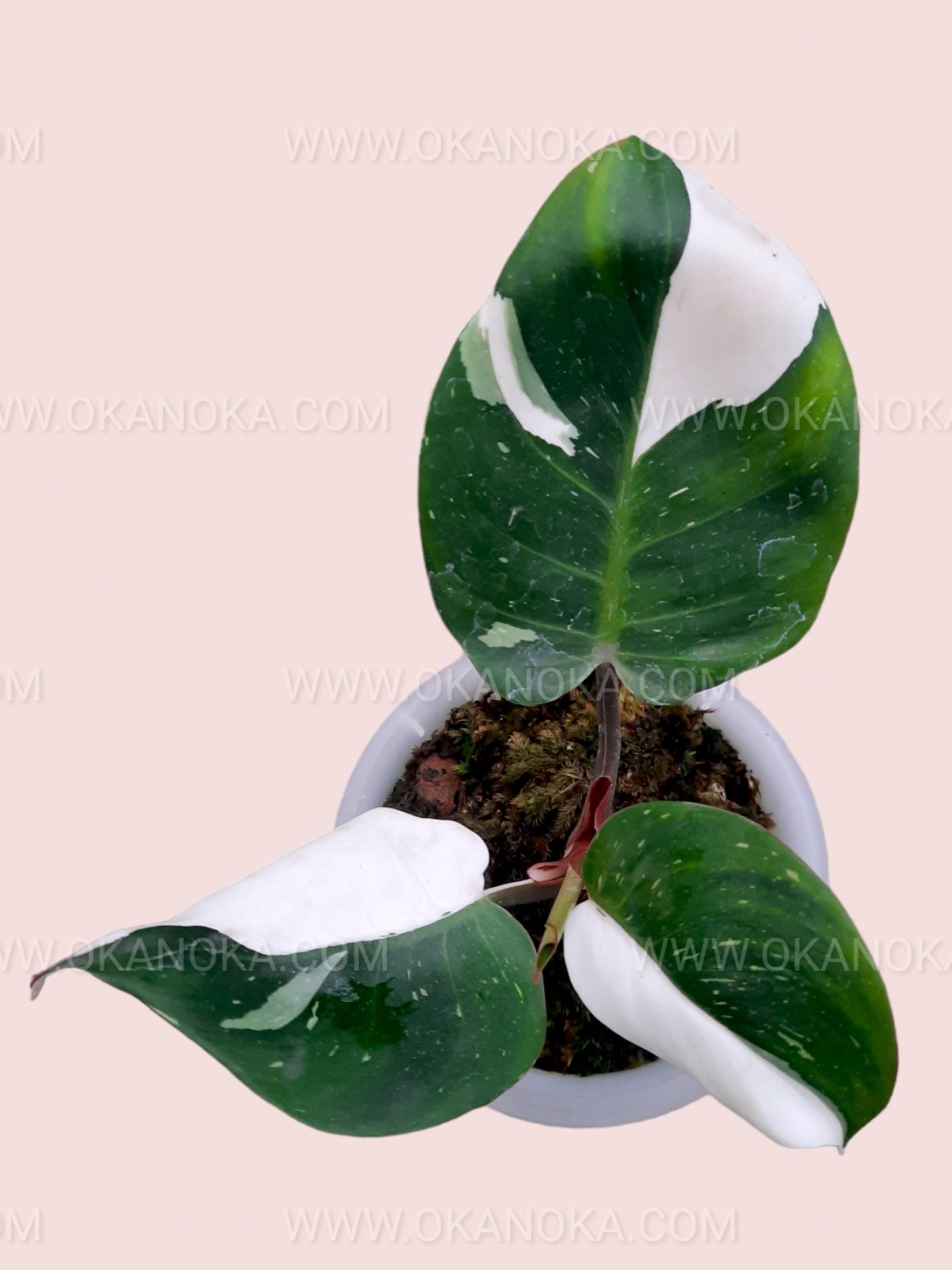 philodendron white night Philodendron 'White Knight'