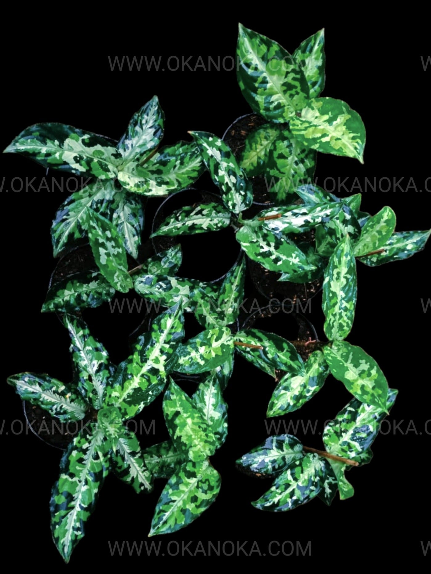 aglaonema pictum tricolor rare Wholesale 6x Aglaonema Pictum Tricolor – Okanoka