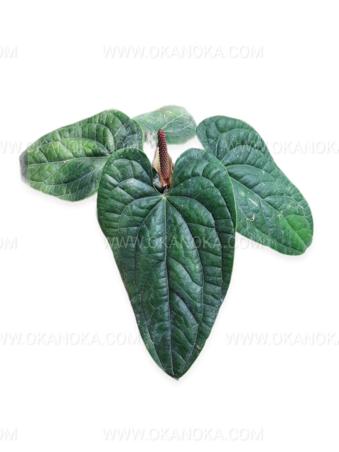 Anthurium Radicans
