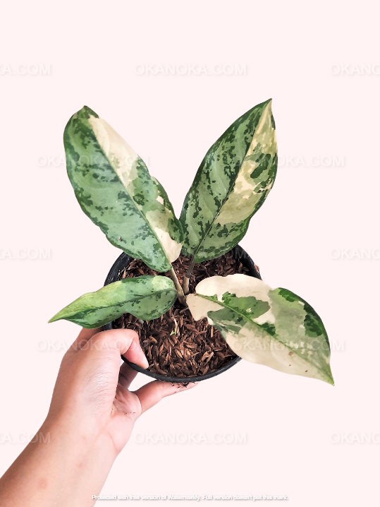 aglaonema commutatum variegata Aglaonema Commutatum Variegated