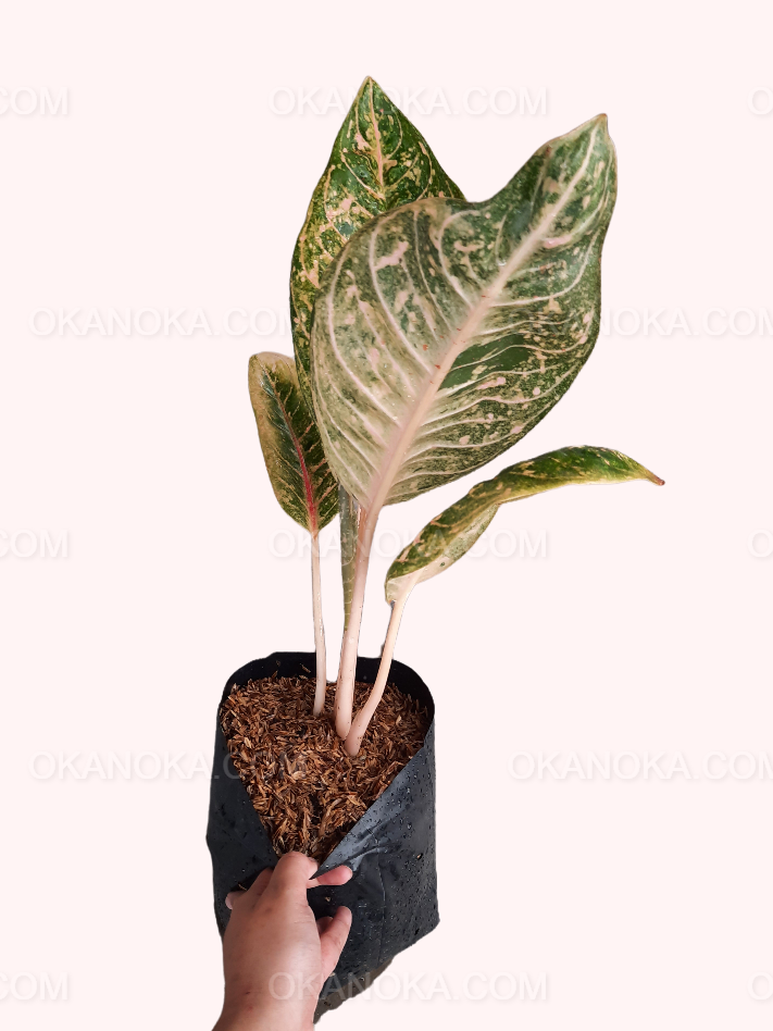 Close-up of Aglaonema Donacarmen leaves highlighting variegation patterns.