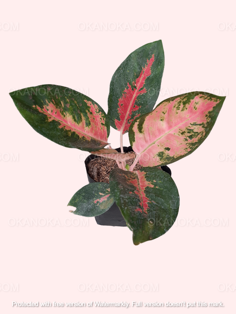 Individual leaves displaying unique pink variegation patterns.