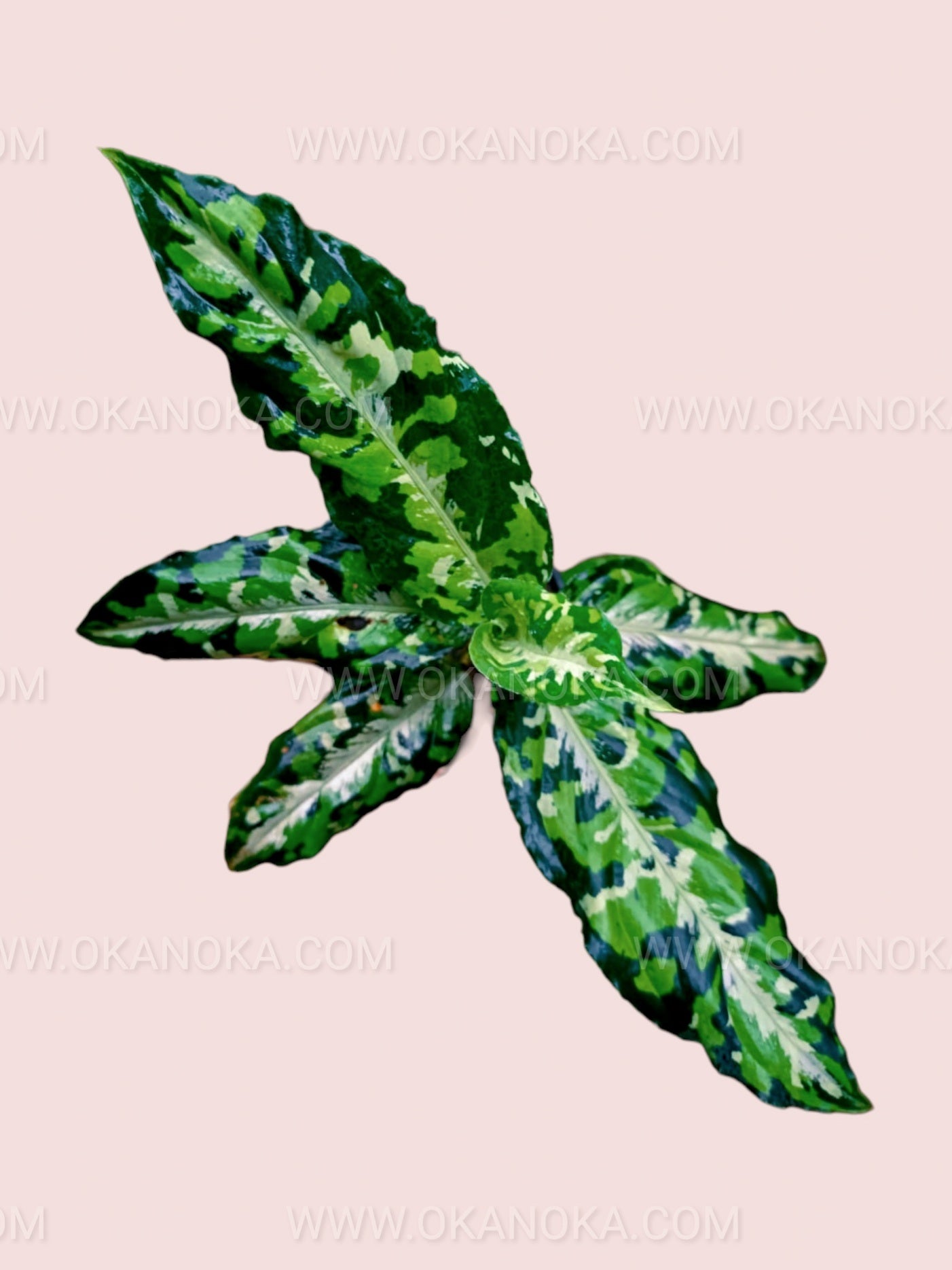 Aglaonema Pictum Tricolor – Okanoka