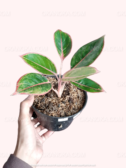 Hand holding Aglaonema Pink Lipstic in a round black pot, highlighting the pink-edged green foliage against a clean light backdrop.
