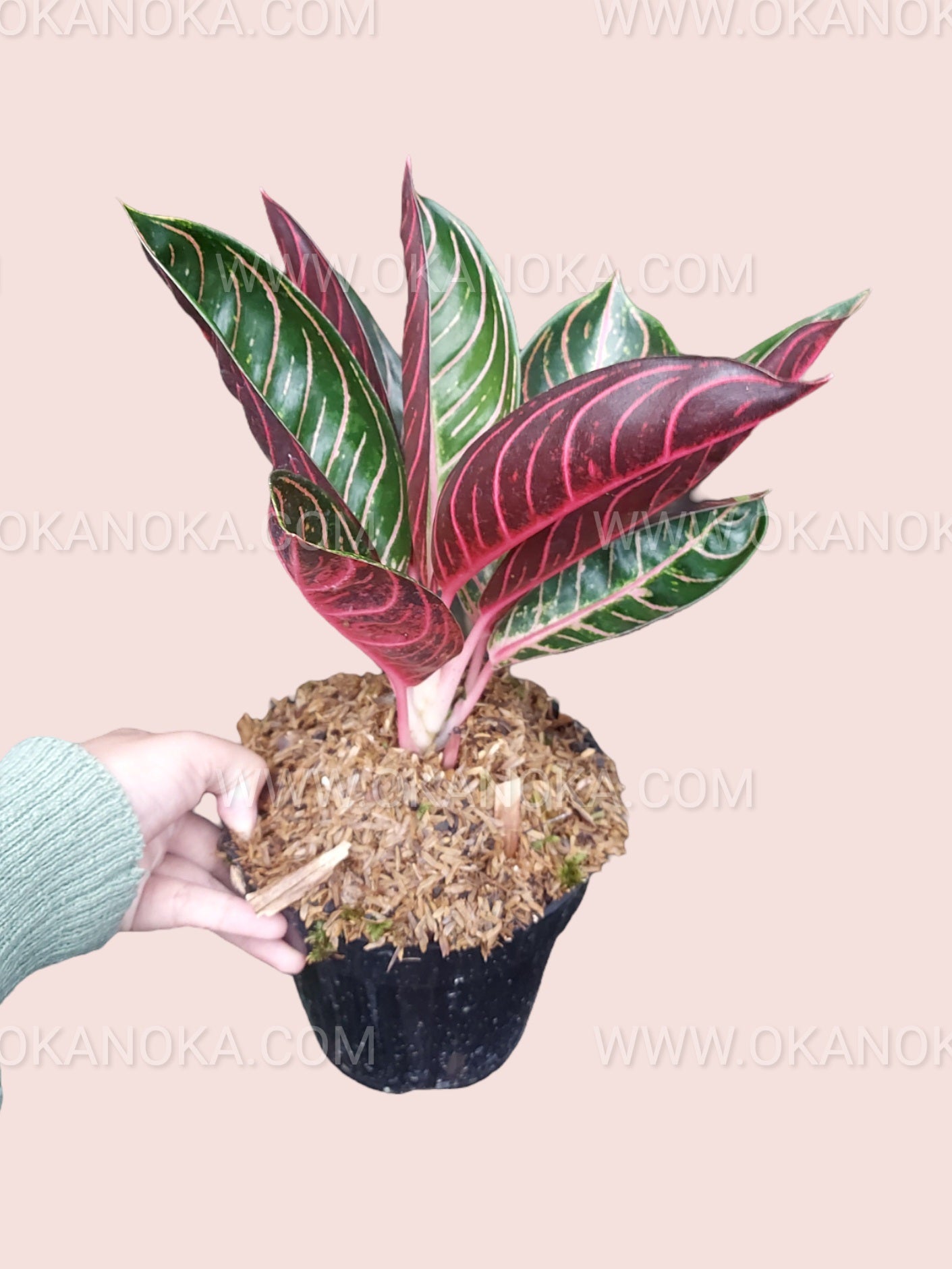 Aglaonema Pride of Sumatra – Okanoka