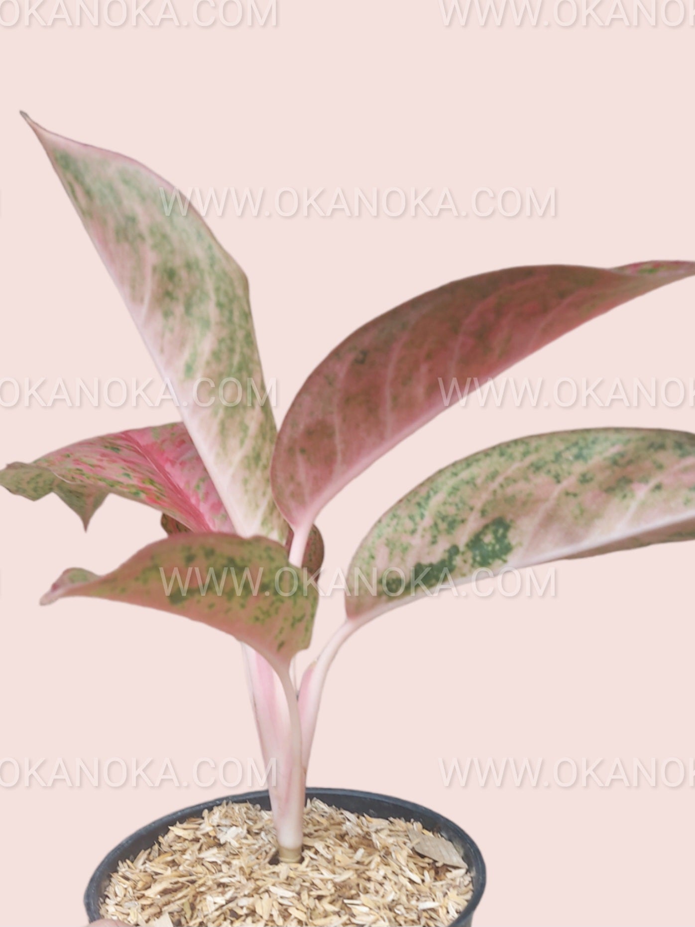 Side view of Aglaonema Sexylia live plant showing pale pink stems and softly colored foliage growing in a nursery pot.