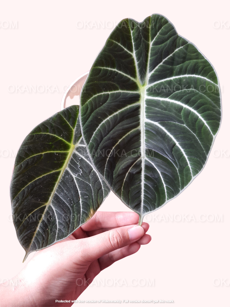 Hand holding Alocasia Black Velvet live plant leaf, tropical houseplant showing deep green velvet texture and silver veining