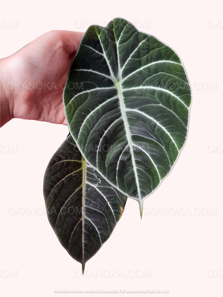 Alocasia Black Velvet tropical houseplant in hand, live plant highlighting compact growth and bold leaf contrast