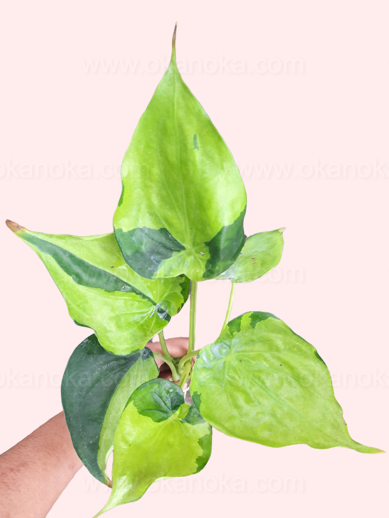 Alocasia Cucullata Variegated live plant held in hand, tropical houseplant with heart-shaped green leaves and creamy white variegation