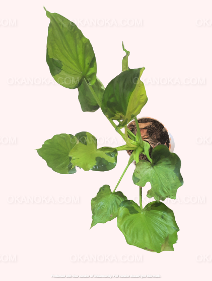 Alocasia Cucullata Variegated Large in a white pot, displaying broad, variegated leaves.