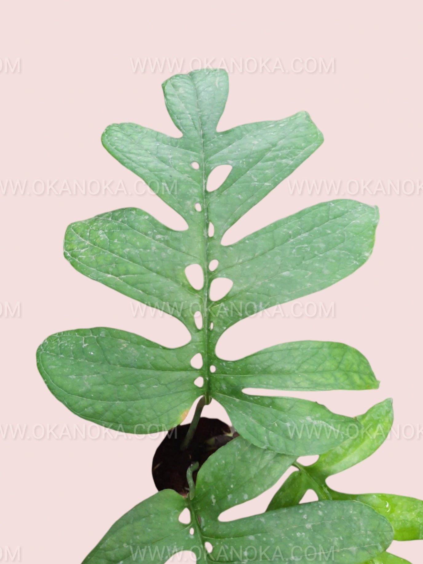 Amydrium Green potted plant displayed from above showcasing its lush green foliage.