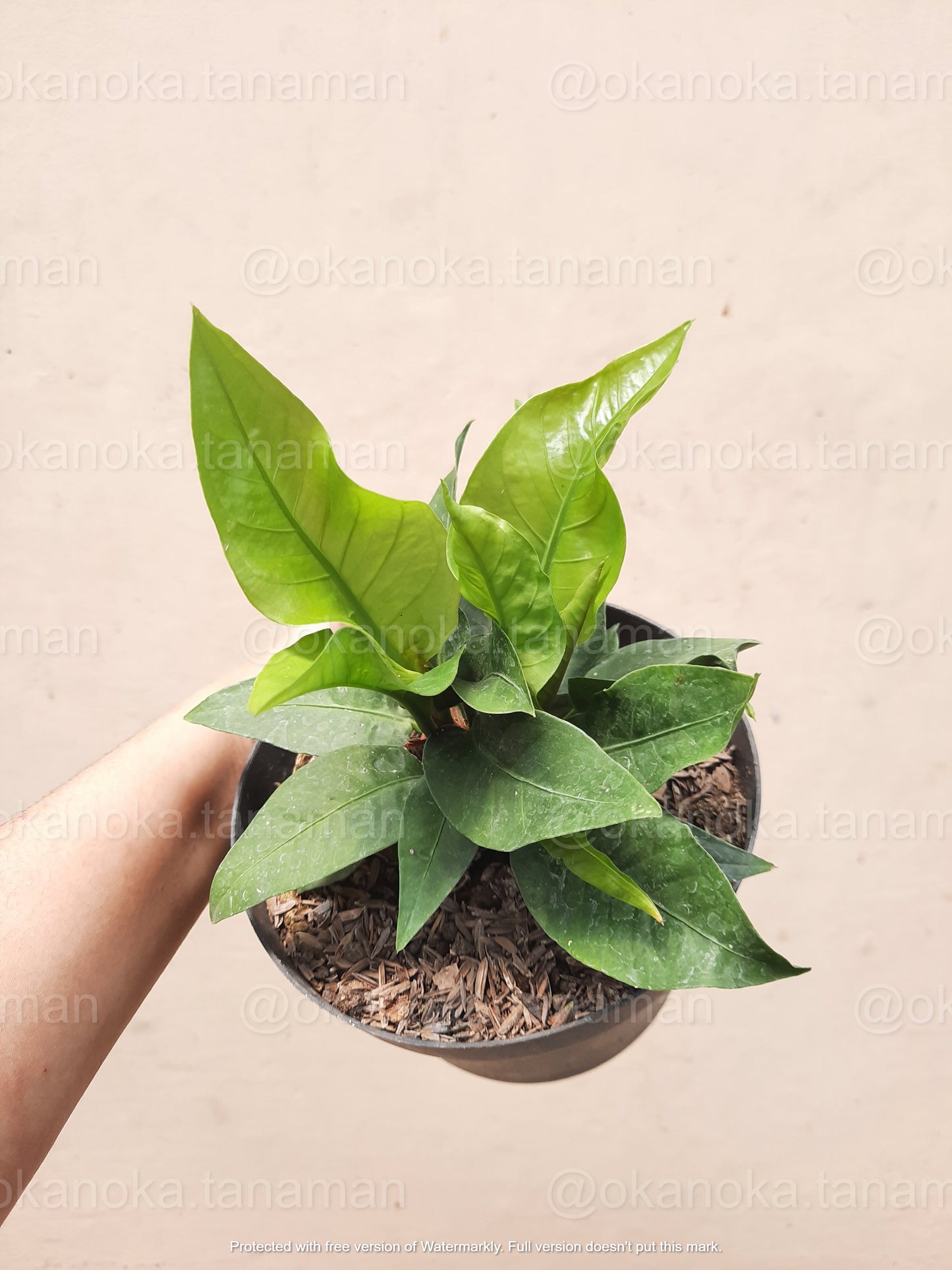 Potted Anthurium Hookeri with lush green foliage, displayed against a neutral background.