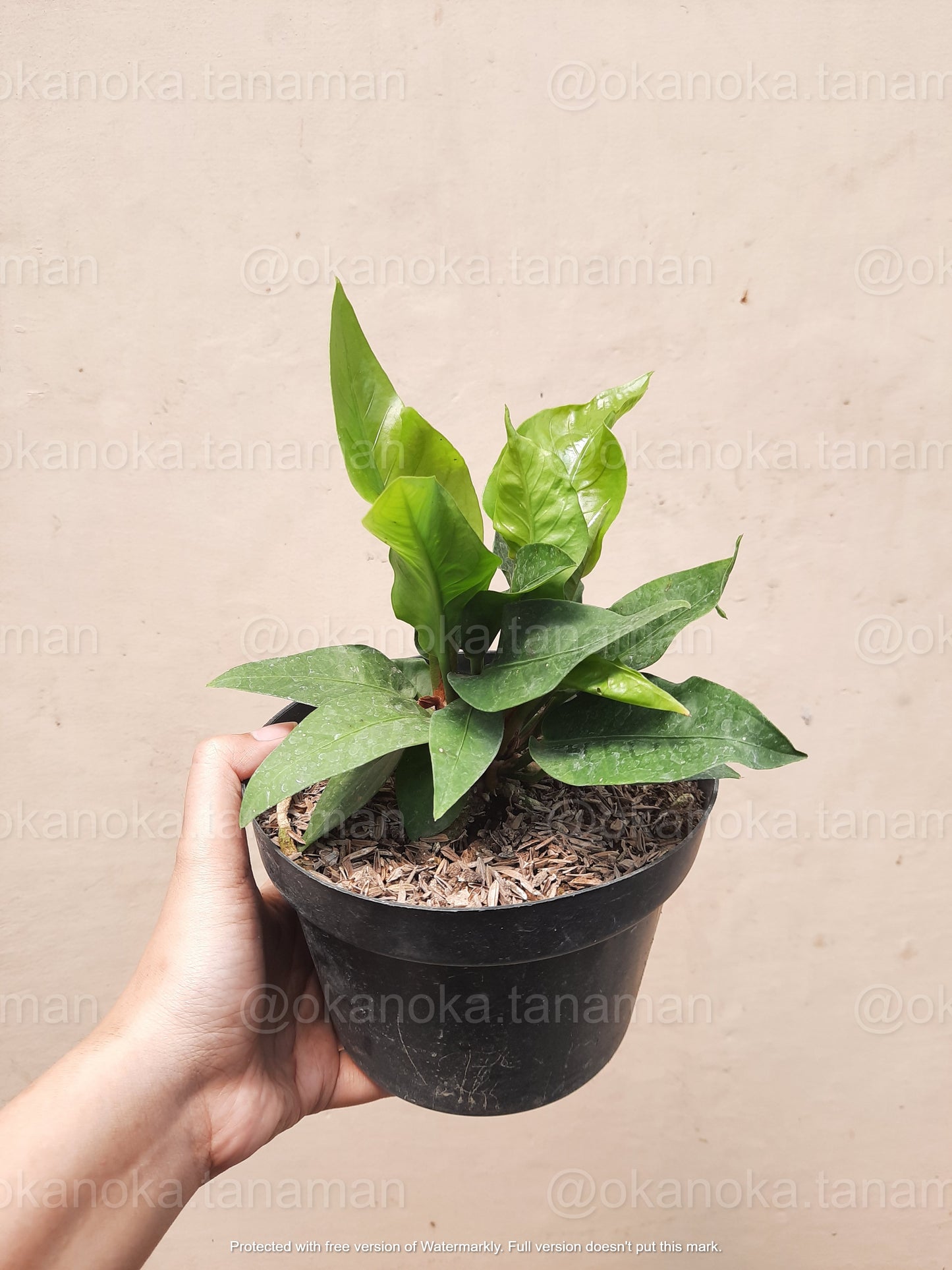 Side view of Anthurium Hookeri in a pot, showing its full, structured growth pattern.