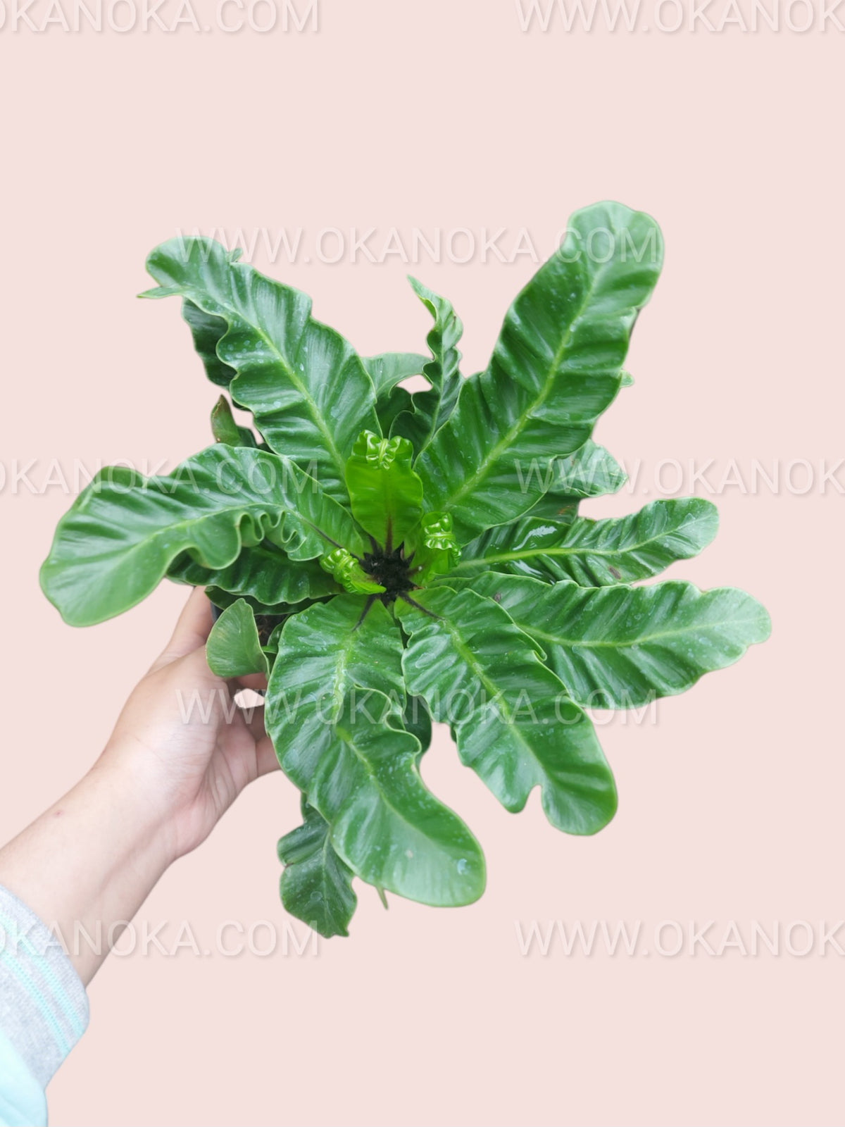 Close-up of Asplenium Lasagna showing detailed texture of wavy, layered foliage.
