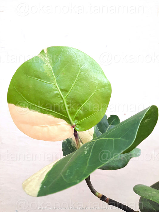 Close-up of Coccoloba Variegated leaf showing vibrant green with creamy white variegation.