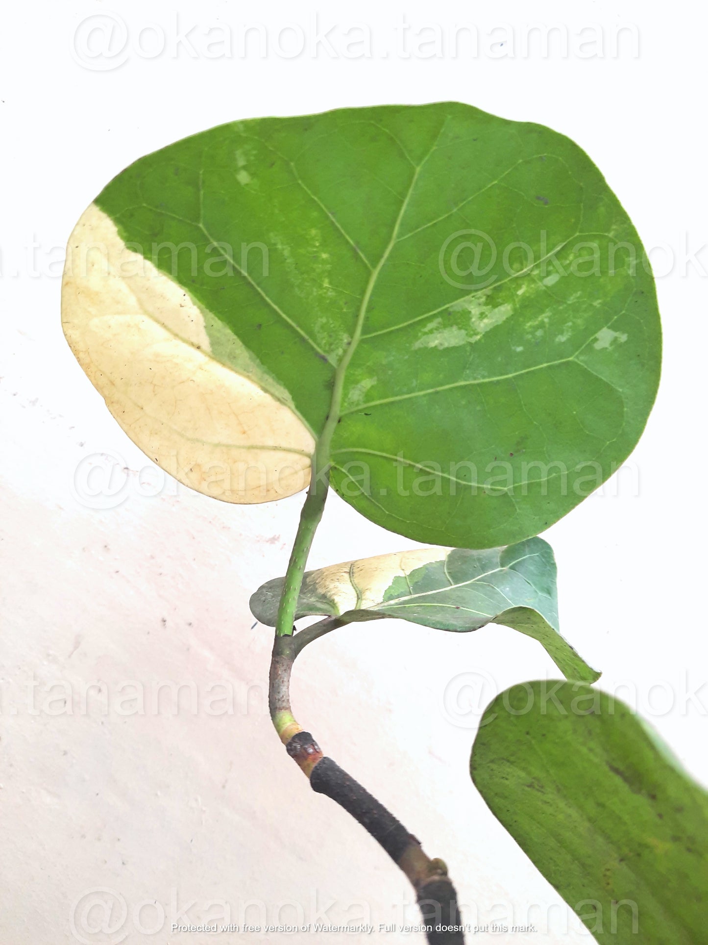 Side view of Coccoloba Variegated plant with distinct variegated foliage and dark stem.
