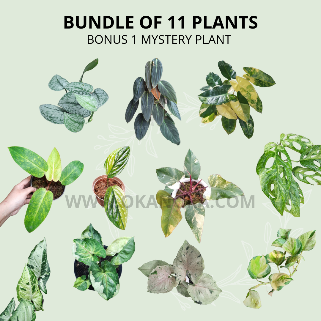 pothos bundle Best Combo Bundling of Monstera, Philodendron, Pothos, Syngonium, Scin – Okanoka