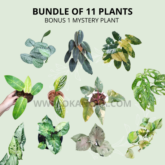 Monstera adansonii mint variegated (local), Monstera Karstenianum Variegated, Philodendron Strawberry Shake, Manjula Pothos, Syngonium T24 Round Form, Syngonium Green Splash, Scindapsus Silver Cloud, Philodendron Burlemarx Variegated, Philodendron Painted Lady, Syngonium Freckless, Philodendron Gigas, Philodendron Sodiroi Variegated