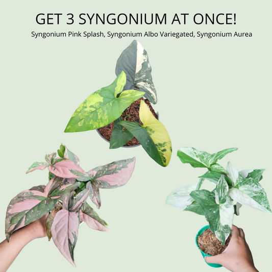 Best Combo Syngonium Albo Variegated, Syngonium Pink Splash, and Syngonium Aurea