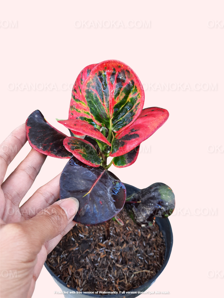 Hand holding a potted Croton Apple Red, displaying broad, glossy red leaves with dark green veins.