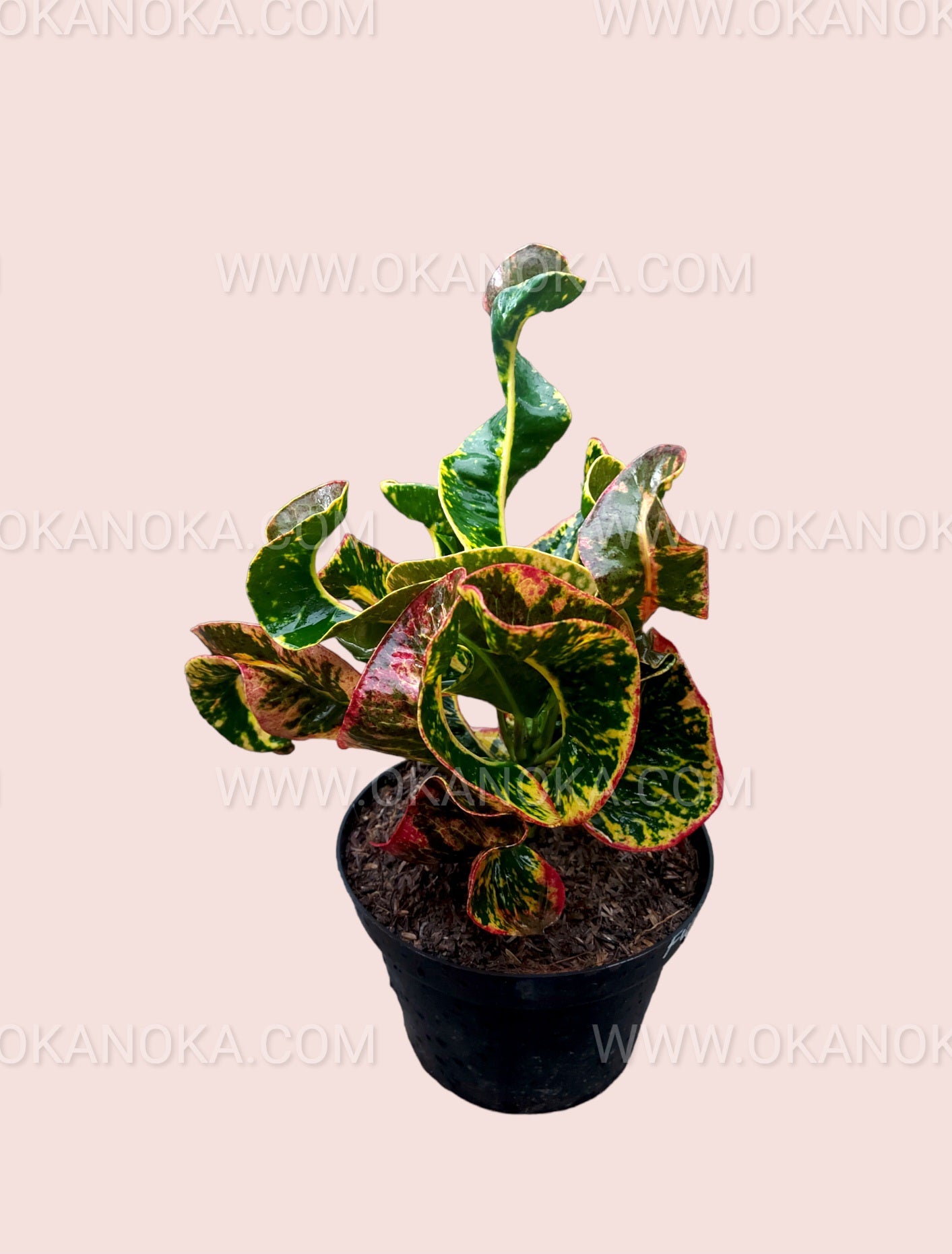 Croton Fuji on a tabletop, showcasing its bushy structure and tropical leaf patterns.