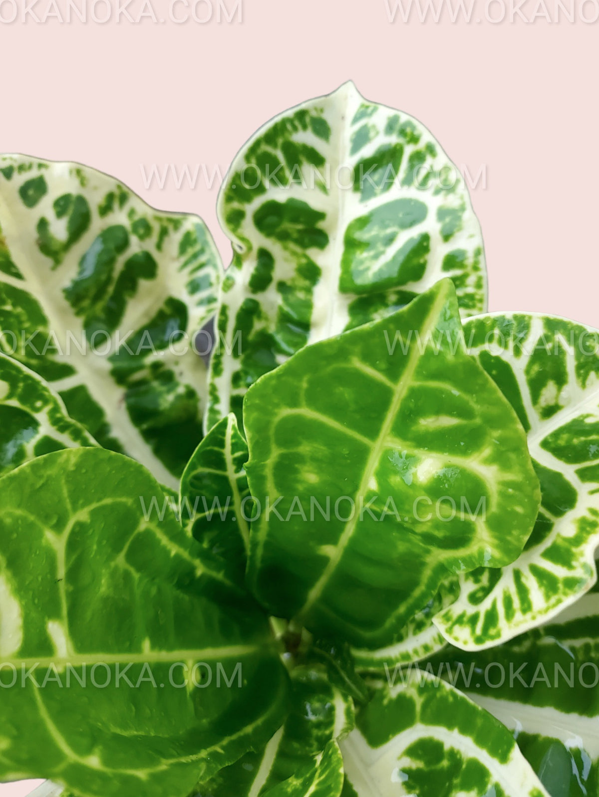 Close-up of Croton Yellow Turtle showing detailed variegation and textured foliage.