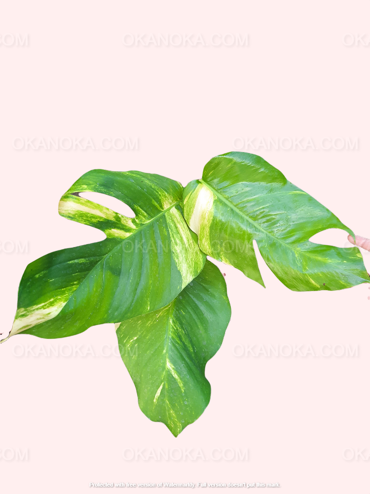 Epipremnum Pinnatum Yellow Variegated Large with vibrant green leaves featuring bold yellow variegation and fenestrations, displayed against a light background.