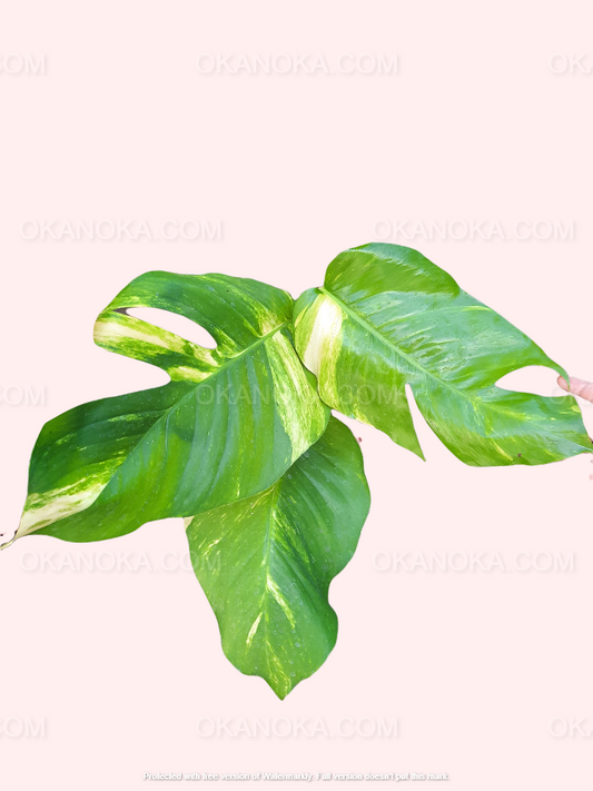Epipremnum Pinnatum Yellow Variegated Large with vibrant green leaves featuring bold yellow variegation and fenestrations, displayed against a light background.