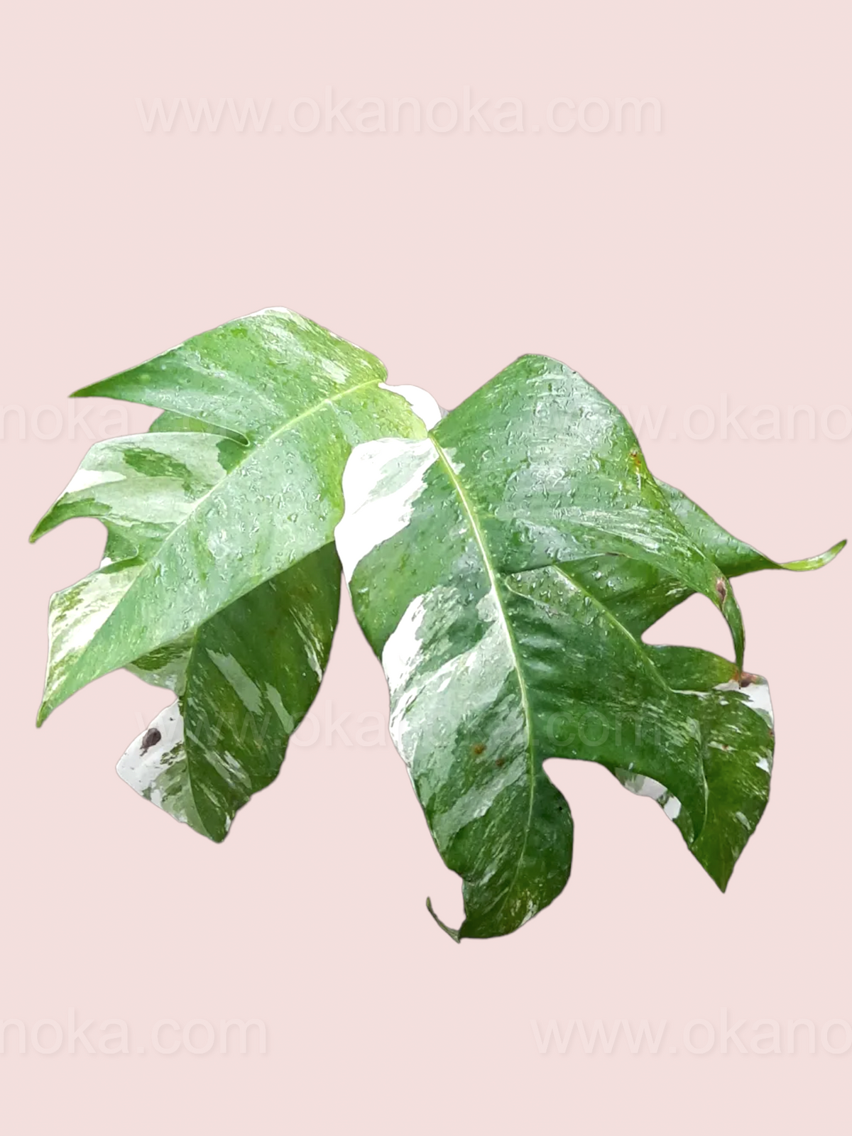 Healthy Epipremnum Pinnatum variegated plant with multiple mature leaves.