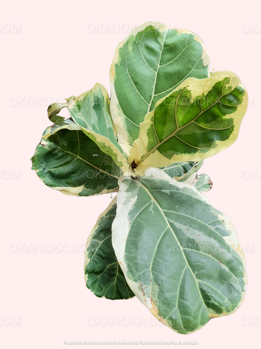 Close-up of Ficus Lyrata Variegated, showcasing its large, violin-shaped leaves with bold green and creamy-white variegation.