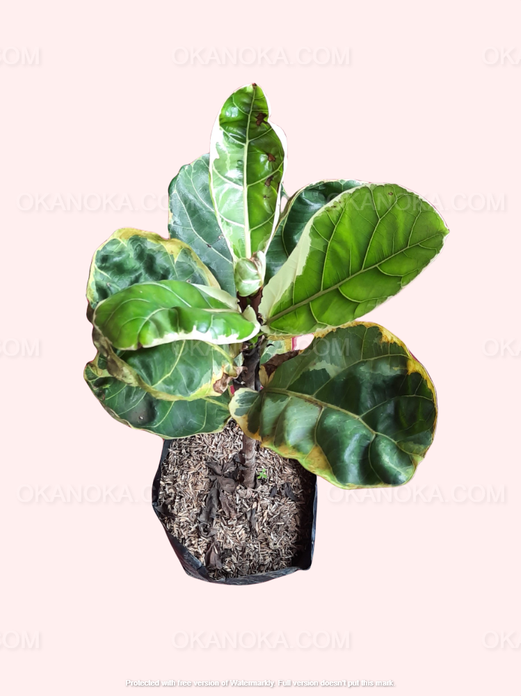Ficus Lyrata Variegated plant in a small pot, highlighting its striking variegated leaves and upright growth habit.