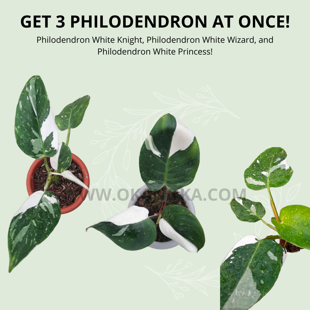paper white knight philodendron Best Combo Bundling of Philodendron White Knight, White Wizard, White Princess