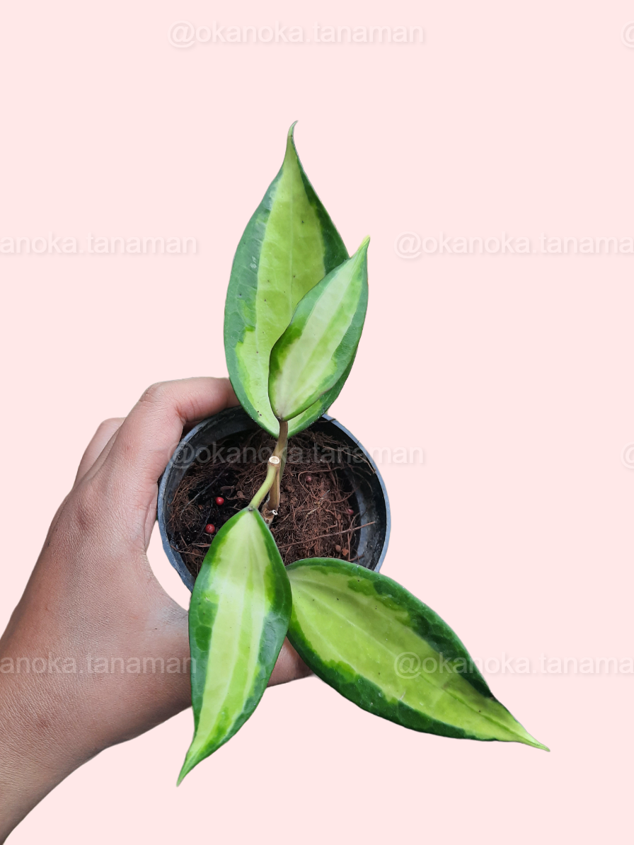 Close-up of Hoya Macrophylla “Pot of Gold” leaf held in hand highlighting golden variegation.