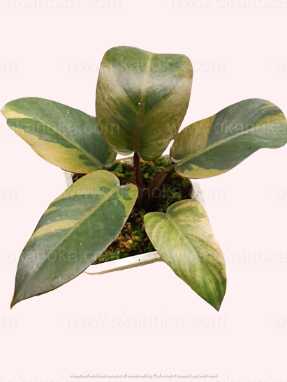 Philodendron Black Cardinal Variegated
