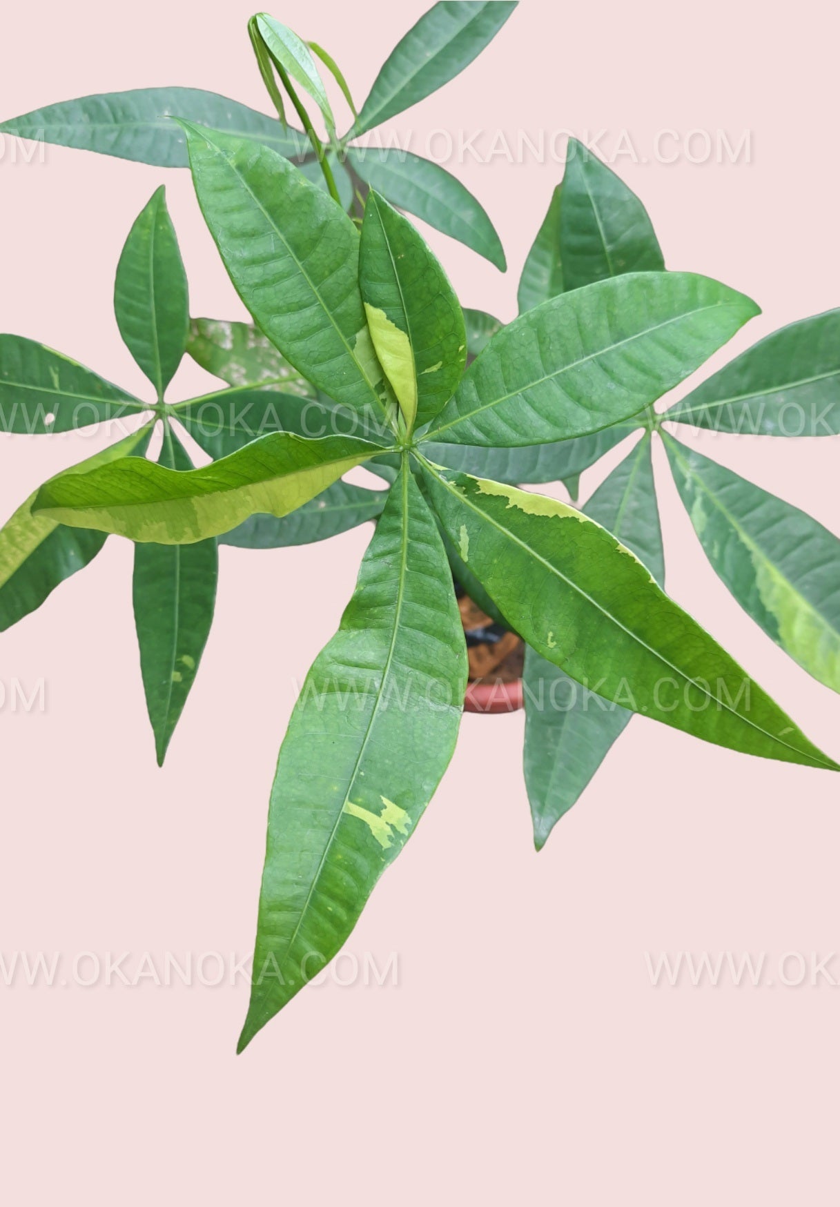 Money Tree Pachira Aquatica Yellow Variegated live plant, unique yellow-green leaves