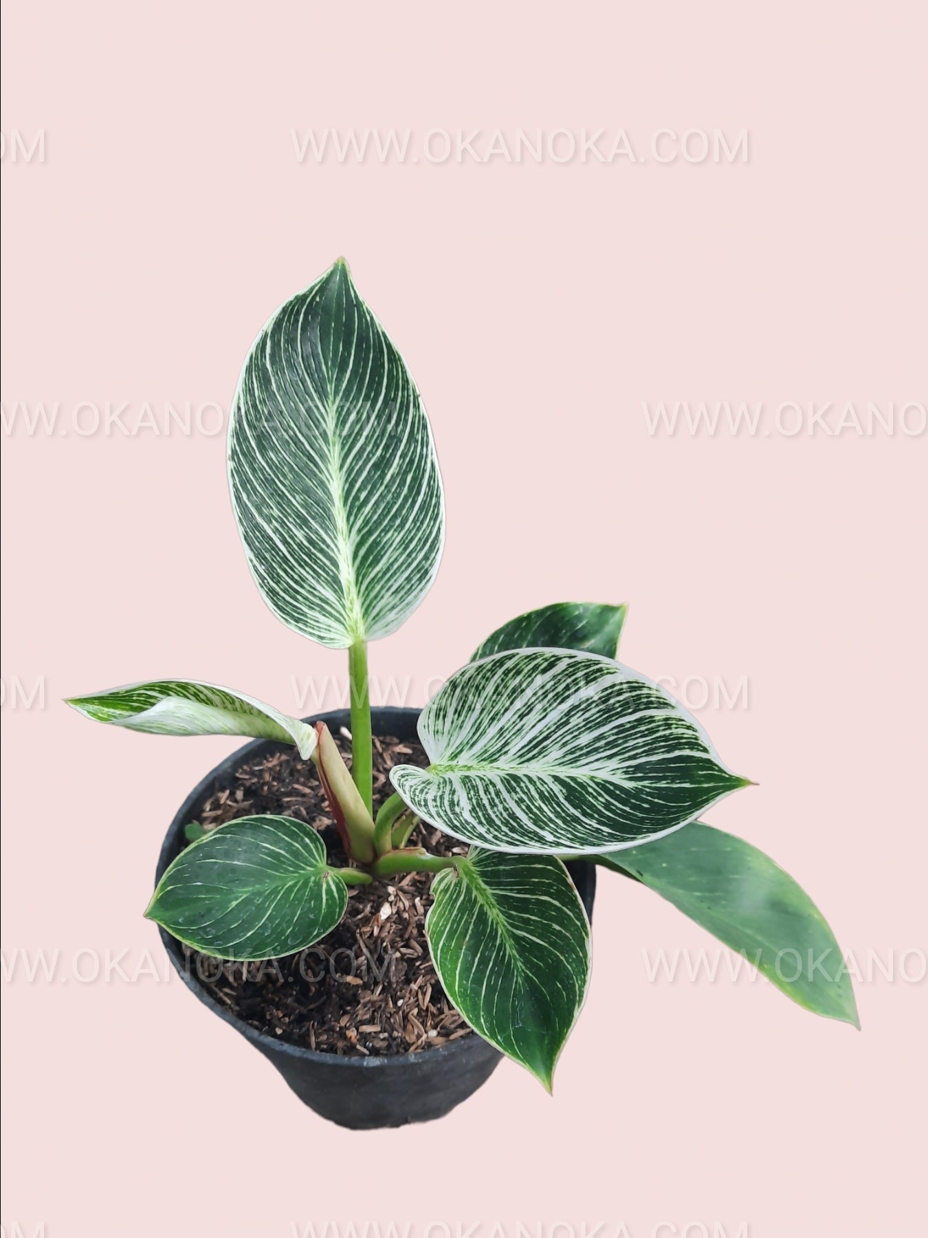 Plant on a shelf showing compact, upright growth