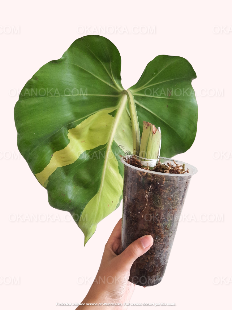 Potted Philodendron Brasil LARGE with cascading variegated leaves in a clear container.