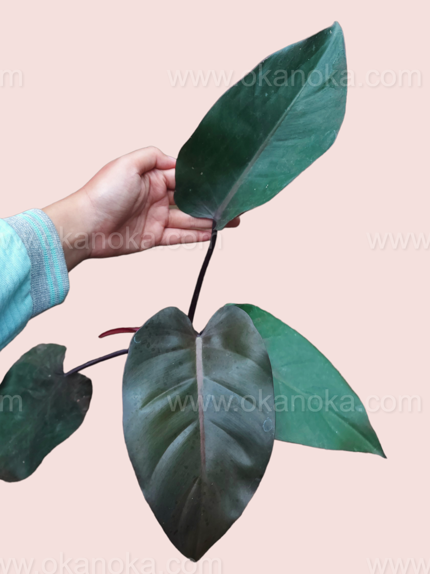 philodendron dark leaves Philodendron Dark Lord